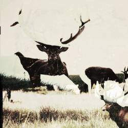 Heretics And Lovers : Lungfish Heretics And Lovers : Lungfish